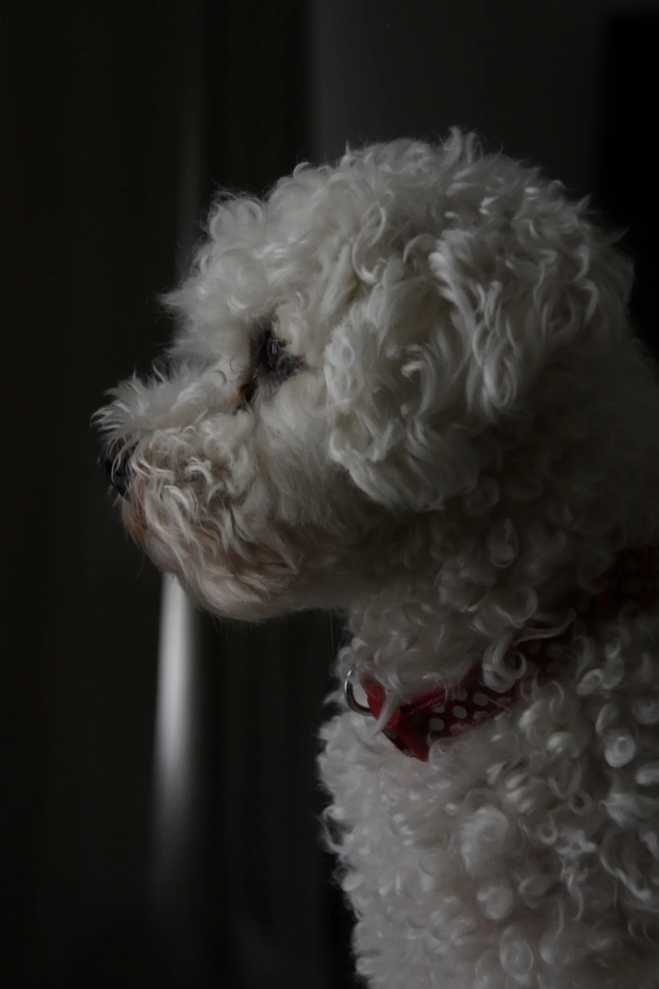 Portraits d'animaux